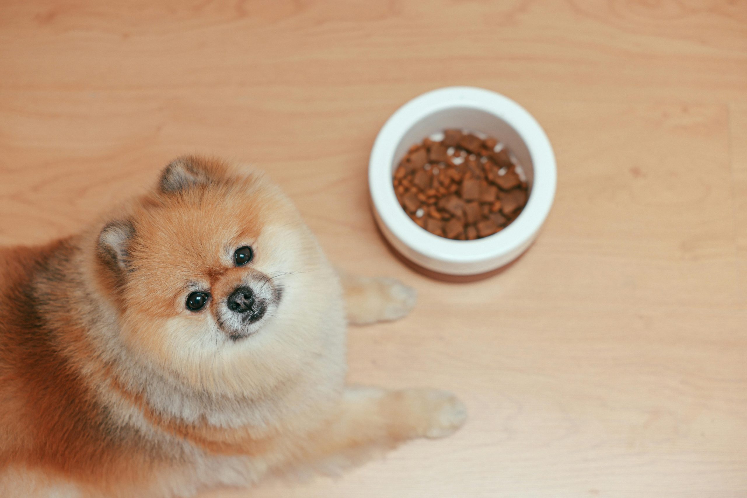 Clean Label in Pet Food: What Does It Really Mean?