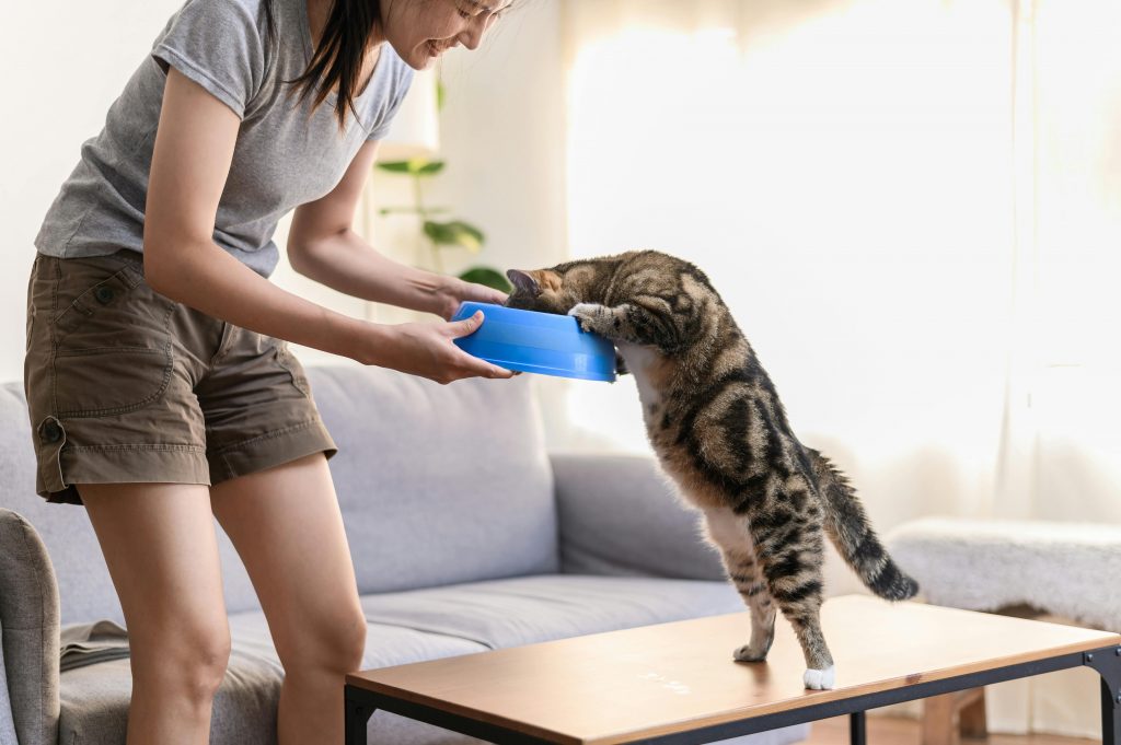 Clean Label in Pet Food: What Does It Really Mean?