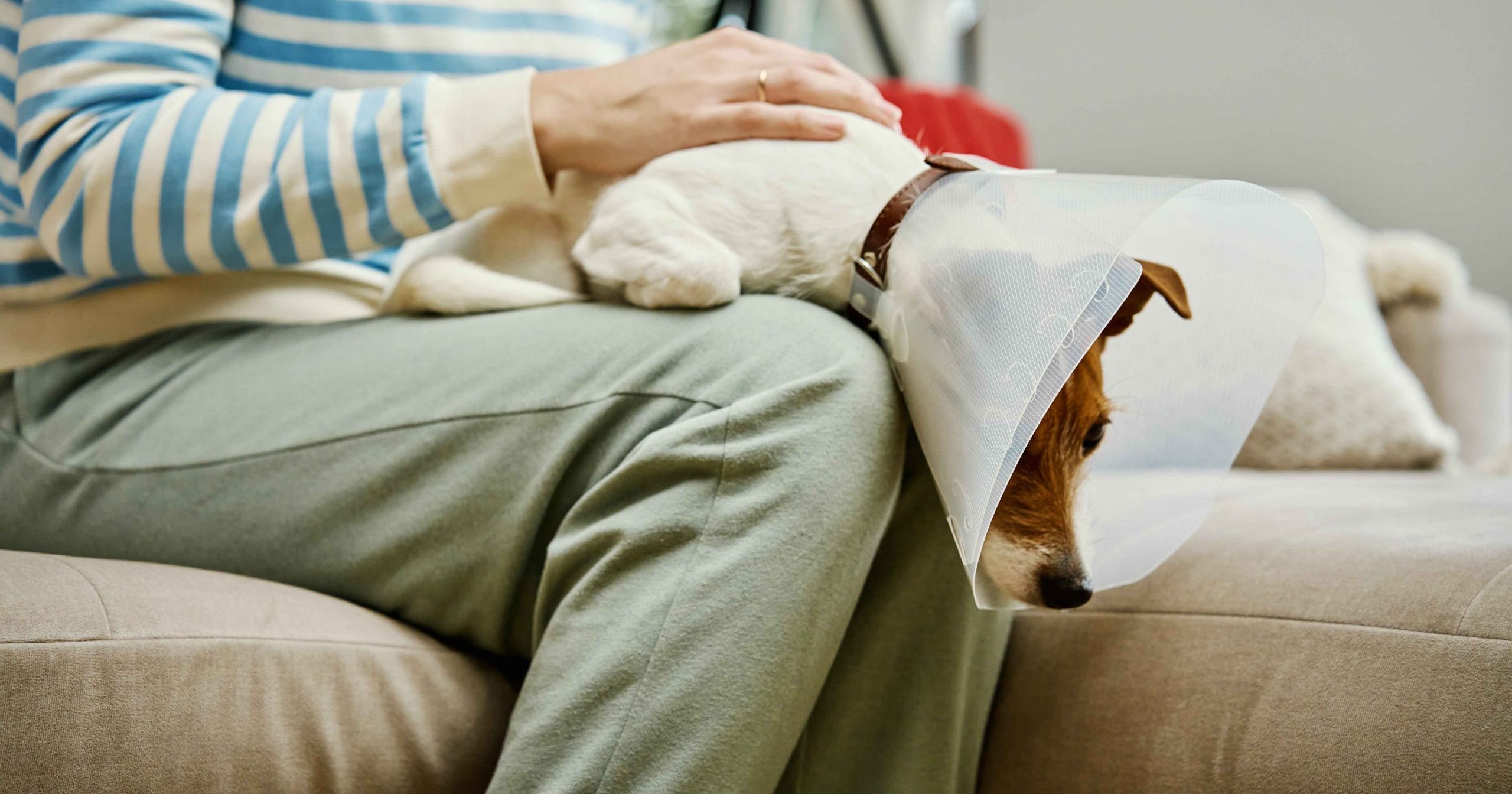 Breaking the Cycle: Could a New Diet Overcome Your Pet’s Chronic Relapse?