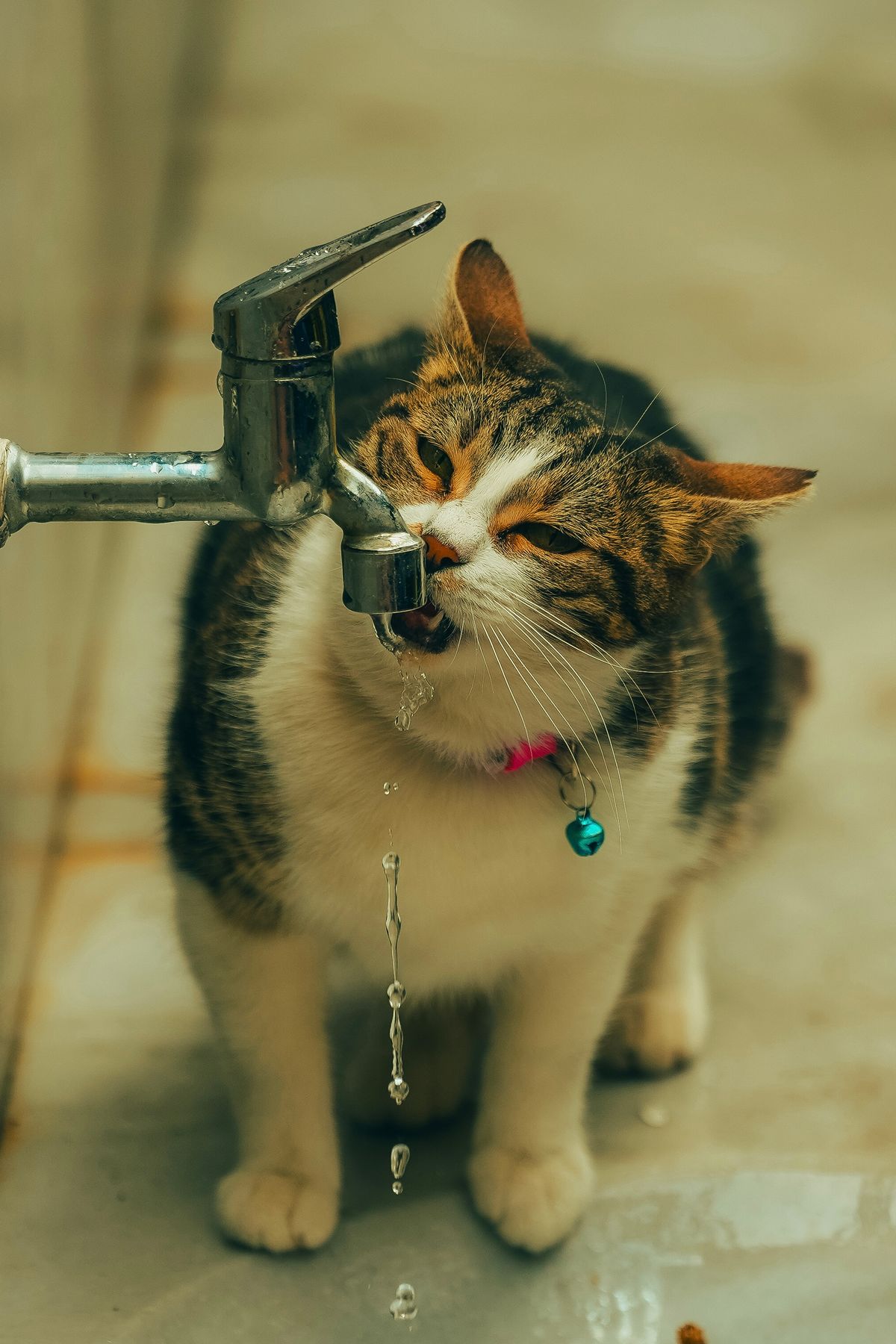The Silent Killer: What Every Malaysian Cat Owner Should Know About Urinary Disease & CKD