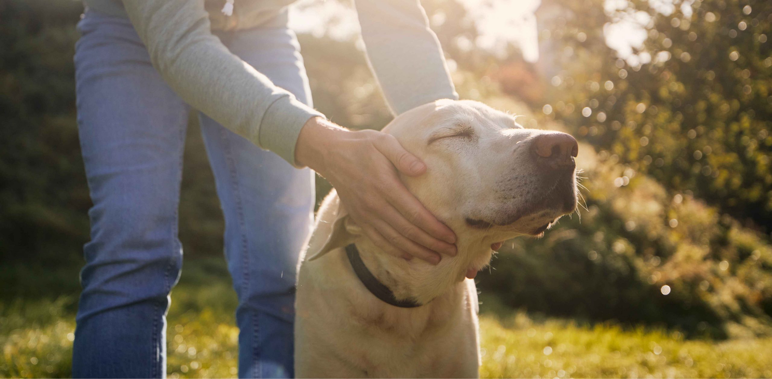 Hope for your Pet: The New First Treatment Option with ProVet+ Vitality Support.