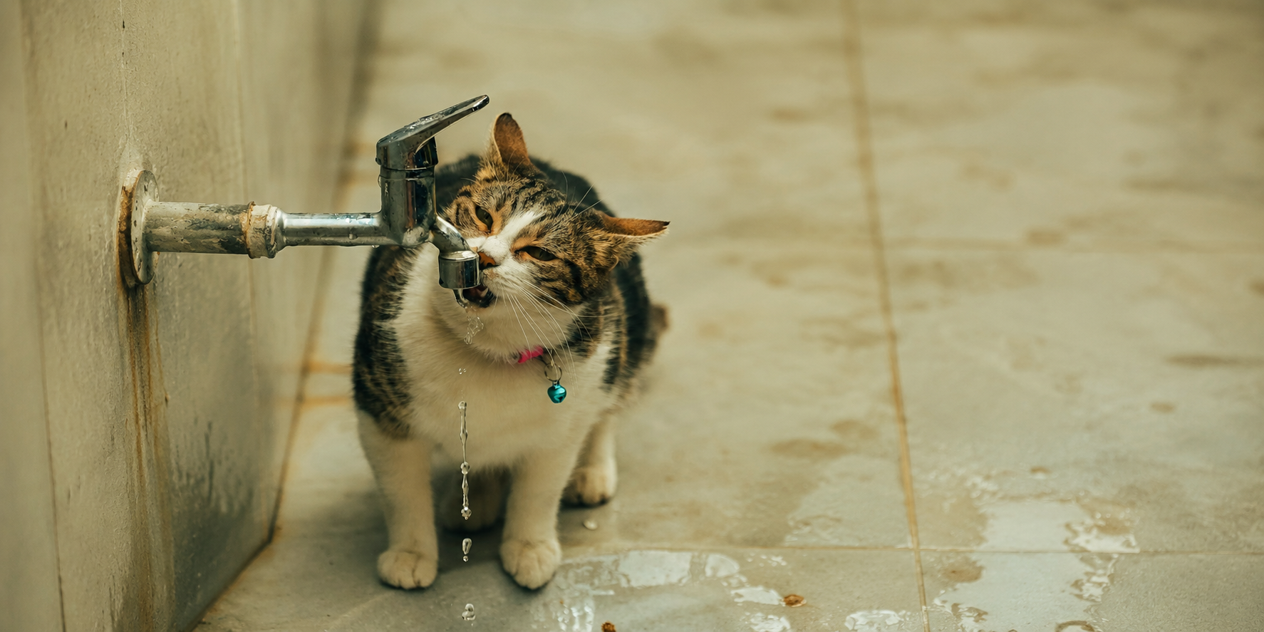 The Silent Killer: What Every Malaysian Cat Owner Should Know About Urinary Disease & CKD