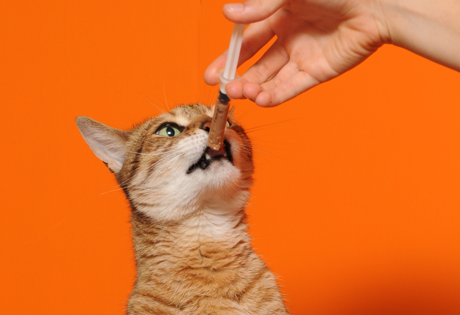 Syringe feeding - often required for pets with health conditions