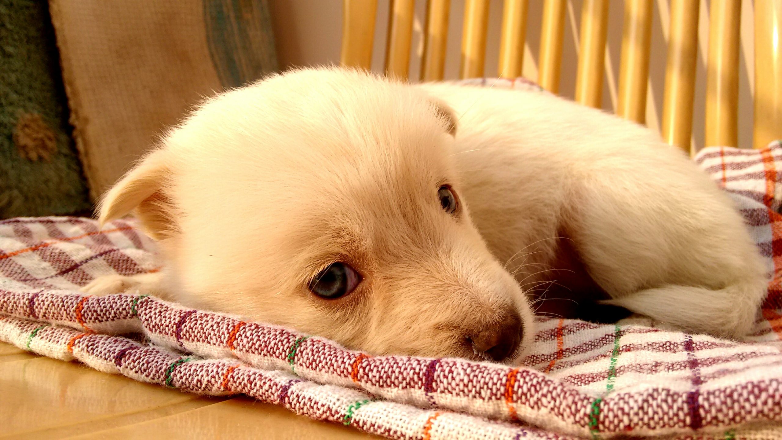 Feeling Excited Bringing your dog home?