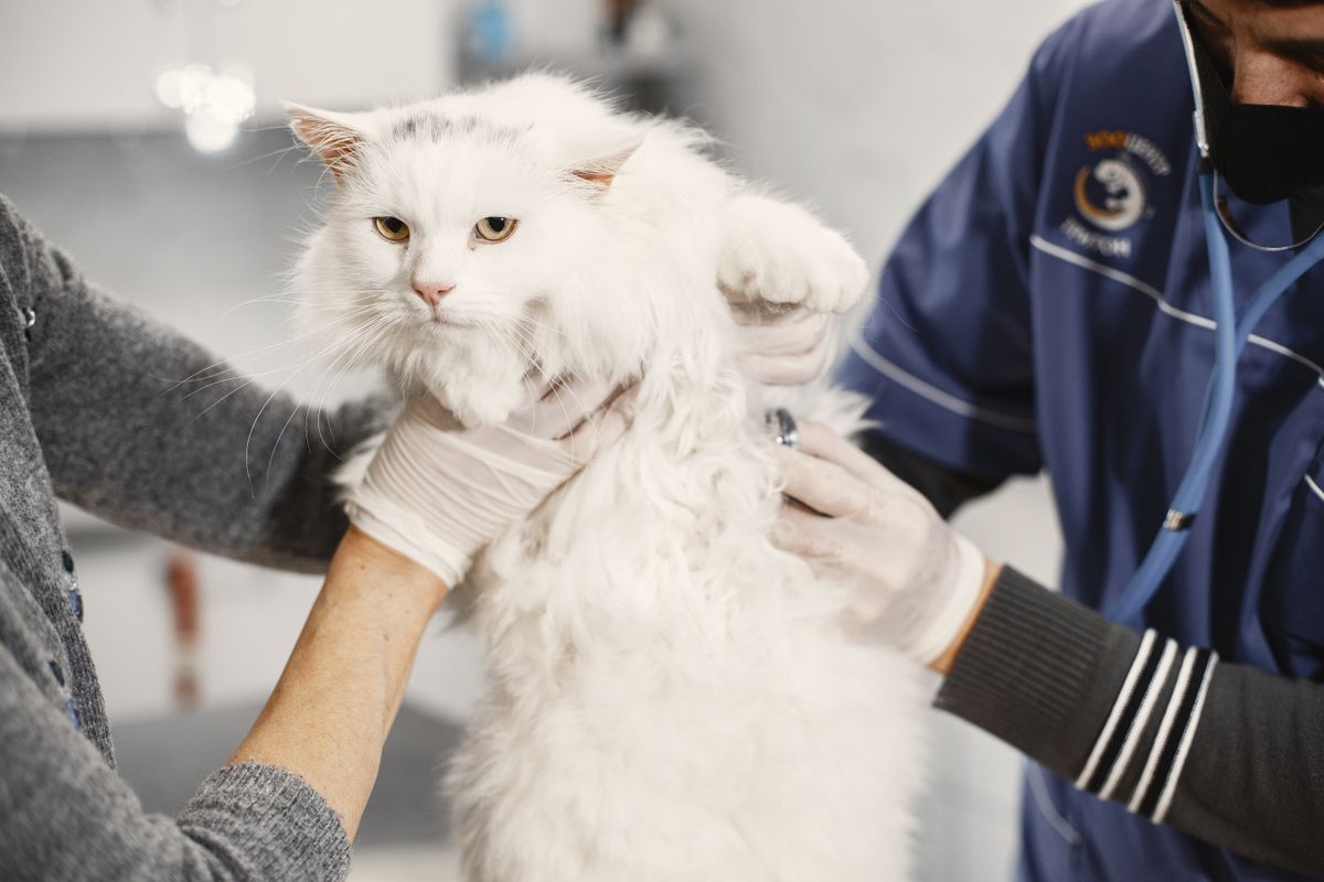 Veterinarian examining a cat during a check-up