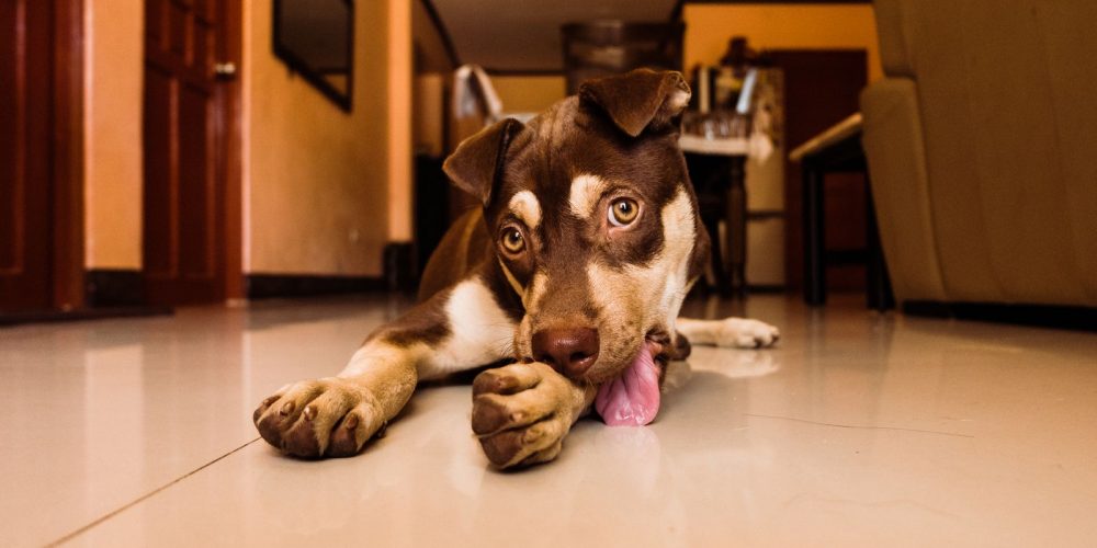 A dog lying indoors chewing and licking its front paw