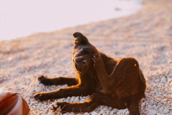 A dog scratching its neck with a hind paw in warm evening light