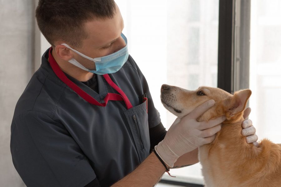 A veterinarian examining a dog's ear during a consultation