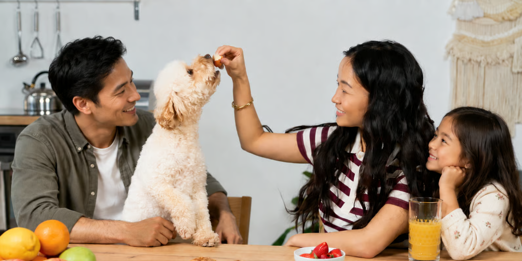 What Can Cats and Dogs Eat? Treats, Table Food and Why They Break a ProVet+ Veterinary Diet