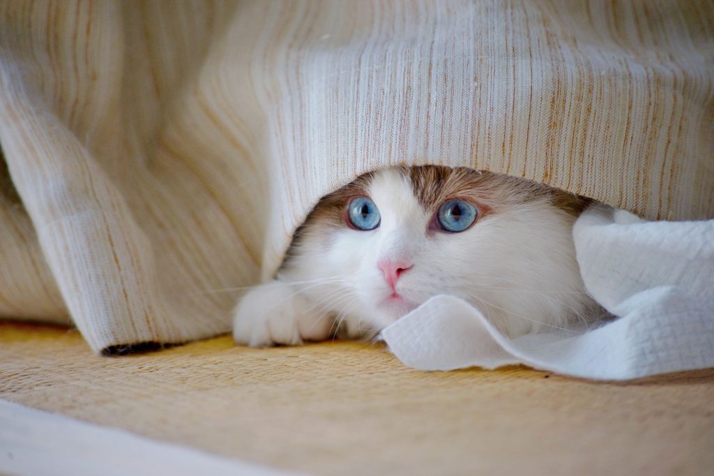 A cat peeking out from under a blanket