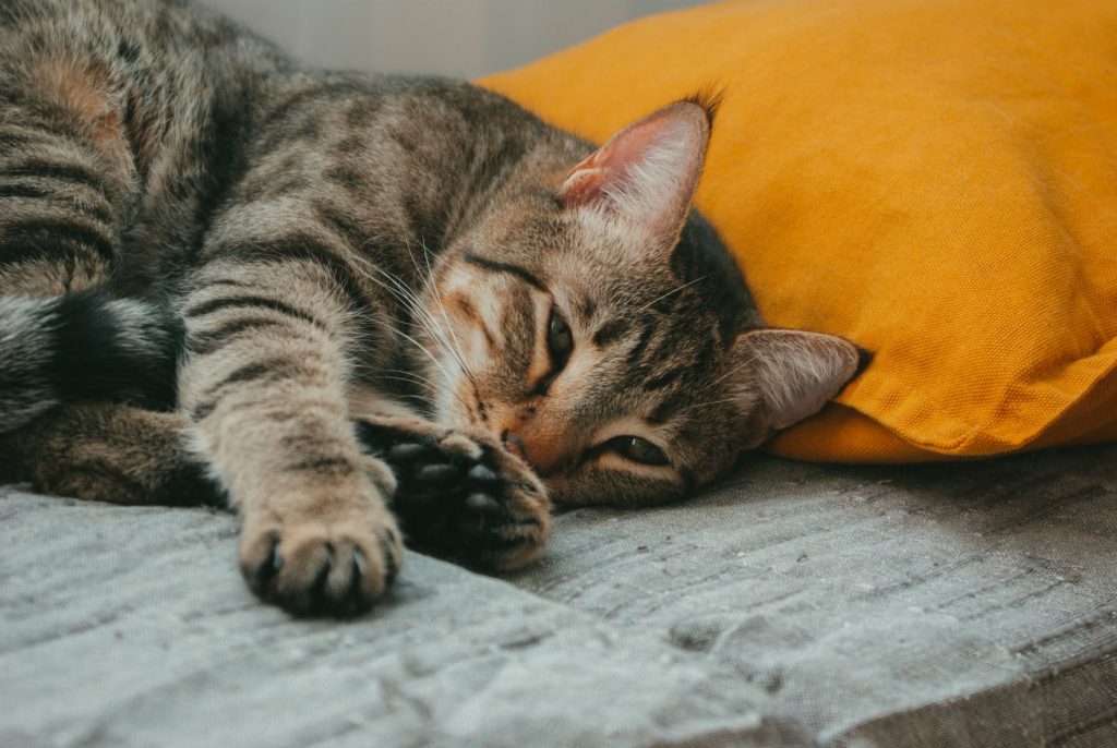 A tabby cat lying on its side looking lethargic