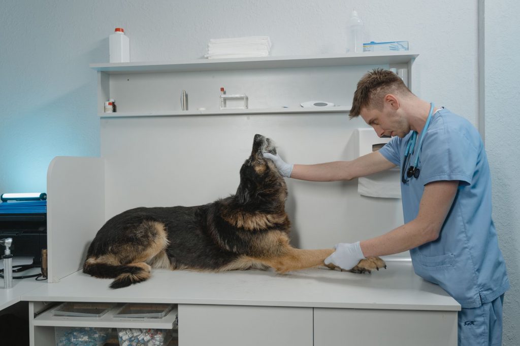 A veterinarian examining a German Shepherd on a clinic table